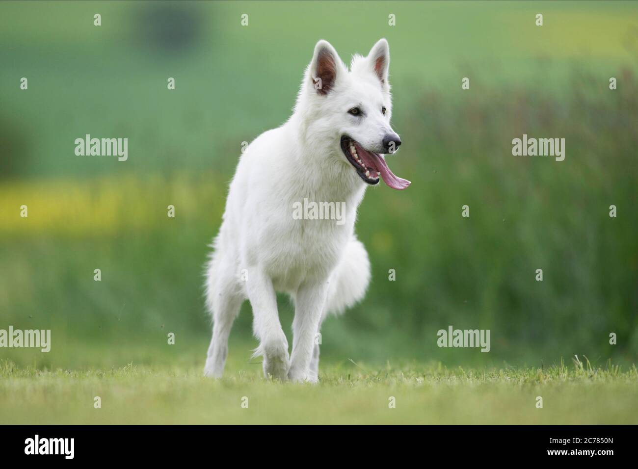 Berger Blanc Suisse, Weißer Schweizer Schäferhund. Erwachsener Hund läuft auf einer Wiese. Deutschland Stockfoto