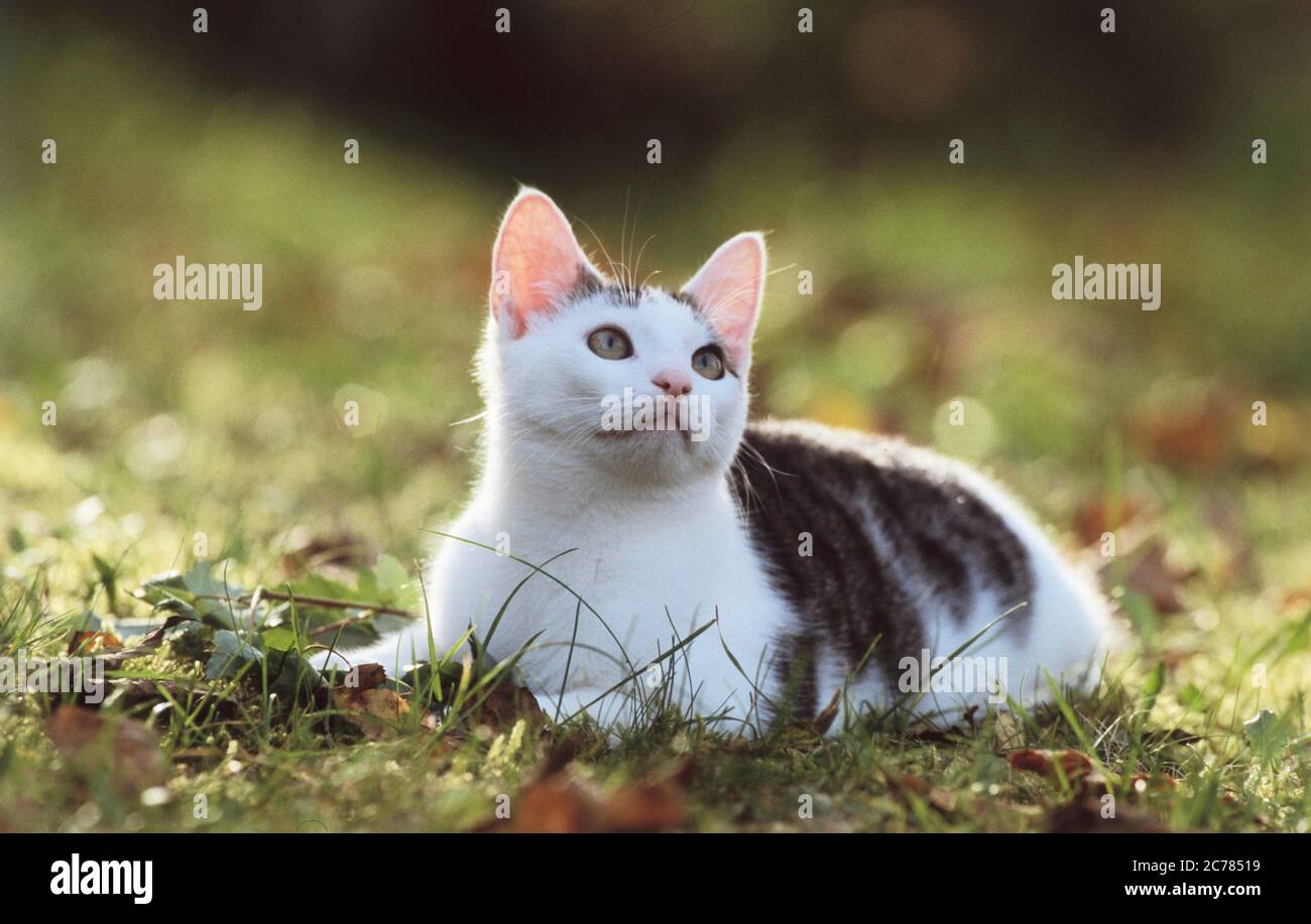 Hauskatze. Erwachsene Katze liegt auf einer Wiese. Deutschland. Stockfoto