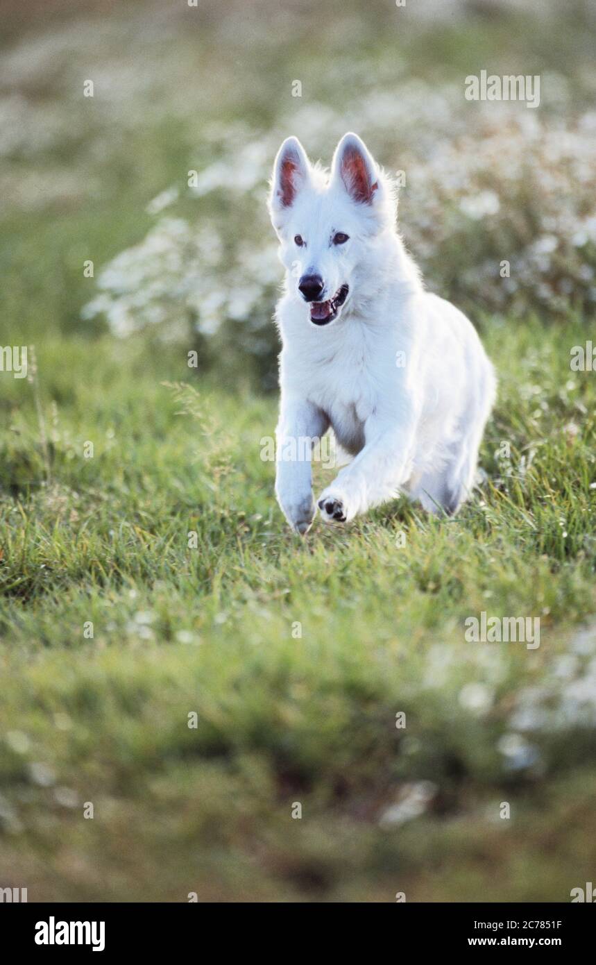 Berger Blanc Suisse, Weißer Schweizer Schäferhund. Erwachsener Hund läuft auf einer Wiese. Deutschland Stockfoto