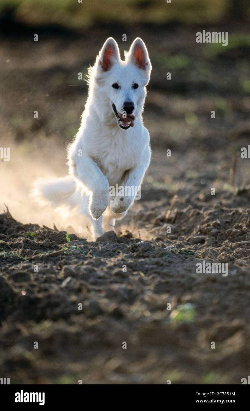 Berger Blanc Suisse, Weißer Schweizer Schäferhund. Erwachsener Hund, der über ein Feld läuft. Deutschland Stockfoto