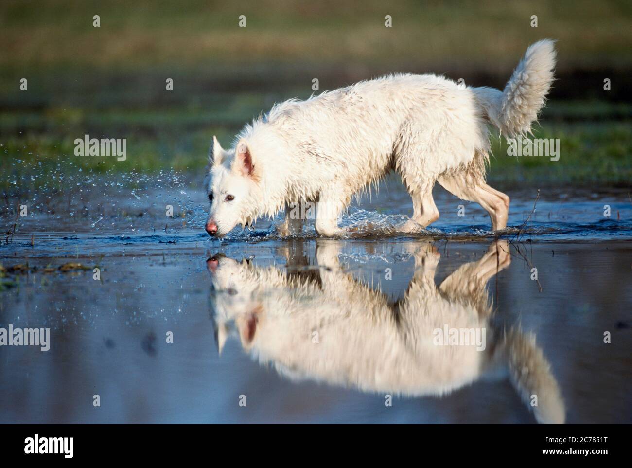 Berger Blanc Suisse, Weißer Schweizer Schäferhund. Erwachsener Hund im Wasser zu Fuß. Deutschland Stockfoto