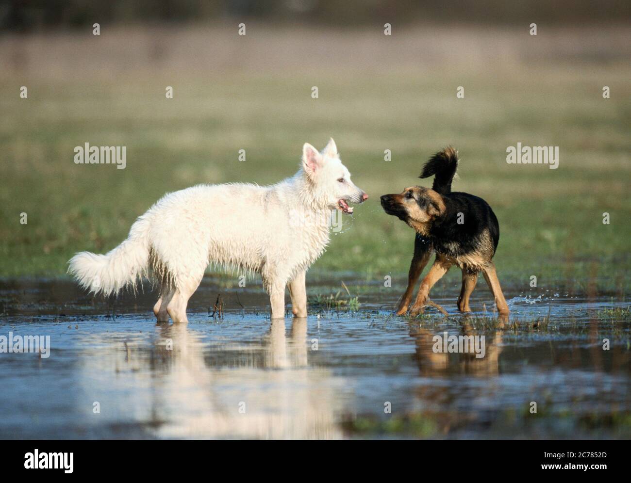 Berger Blanc Suisse, Weißer Schweizer Schäferhund und Mischlingshund. Zwei Erwachsene Hunde spielen im Wasser. Deutschland Stockfoto