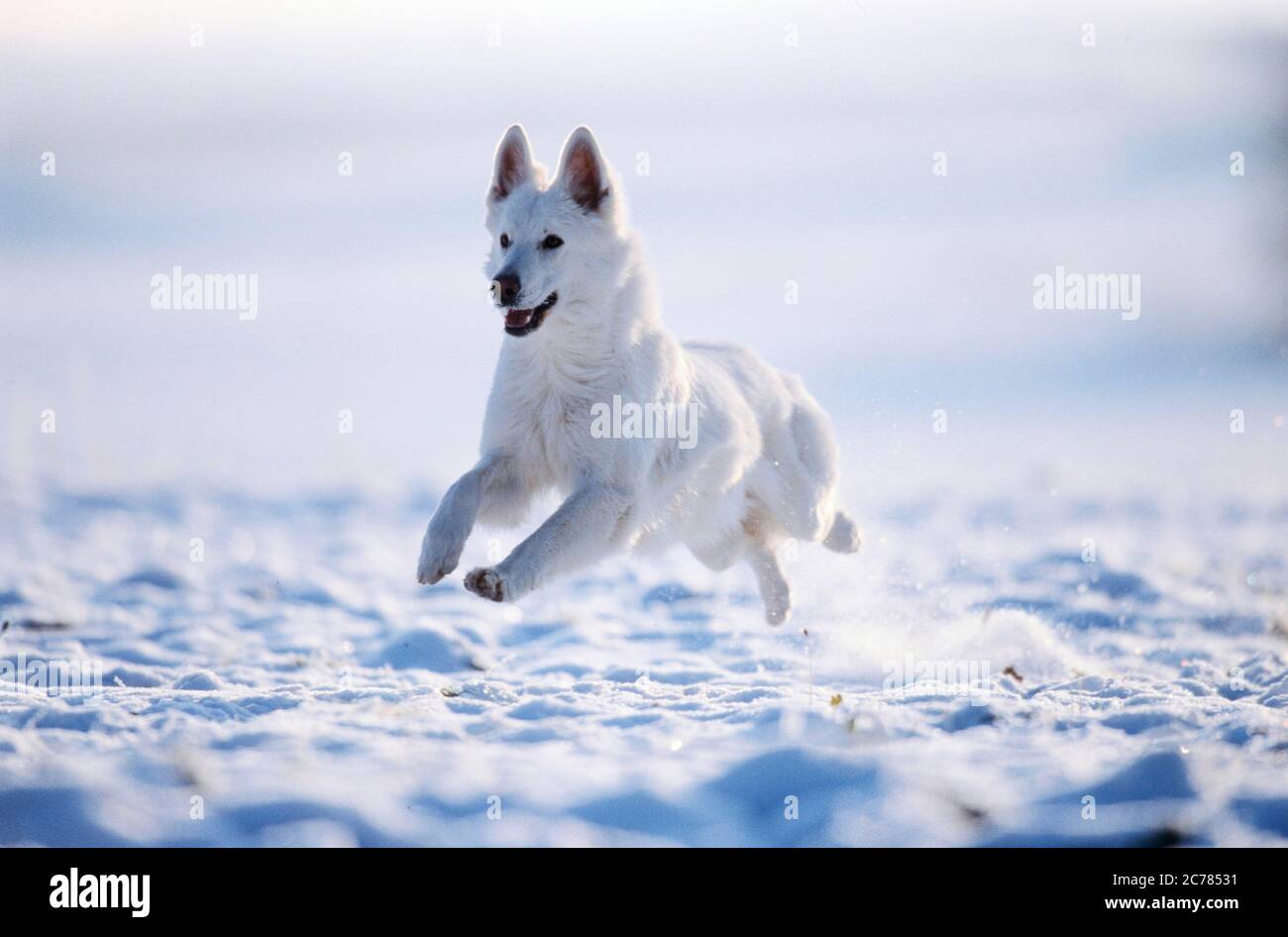 Berger Blanc Suisse, Weißer Schweizer Schäferhund. Erwachsener Hund läuft auf Schnee. Deutschland Stockfoto