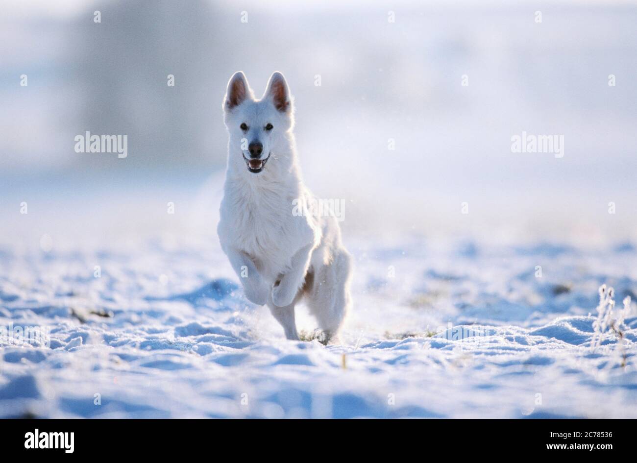 Berger Blanc Suisse, Weißer Schweizer Schäferhund. Erwachsener Hund läuft auf Schnee. Deutschland Stockfoto