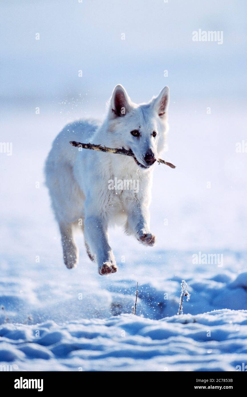 Berger Blanc Suisse, Weißer Schweizer Schäferhund. Erwachsener Hund läuft auf Schnee, mit einem Stock im Mund. Deutschland Stockfoto