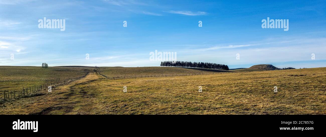 Firs in einer Reihe, Regional Naturpark der Vulkane d'Auvergne, Cezallier, Puy de Dome, Frankreich, Europa Stockfoto