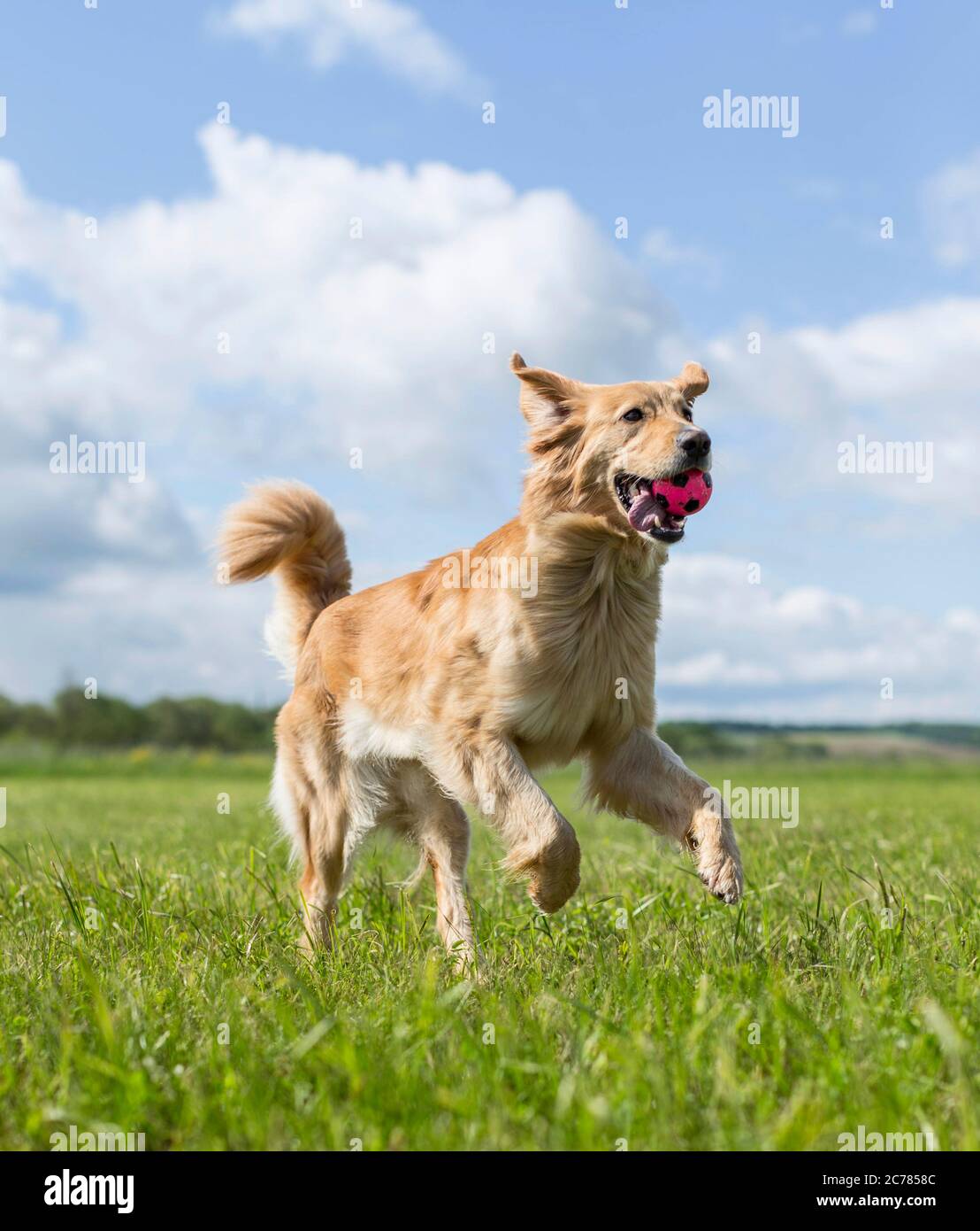 Hovawart. Erwachsener Hund läuft auf einer Wiese, mit Ball im Mund. Deutschland .. Stockfoto