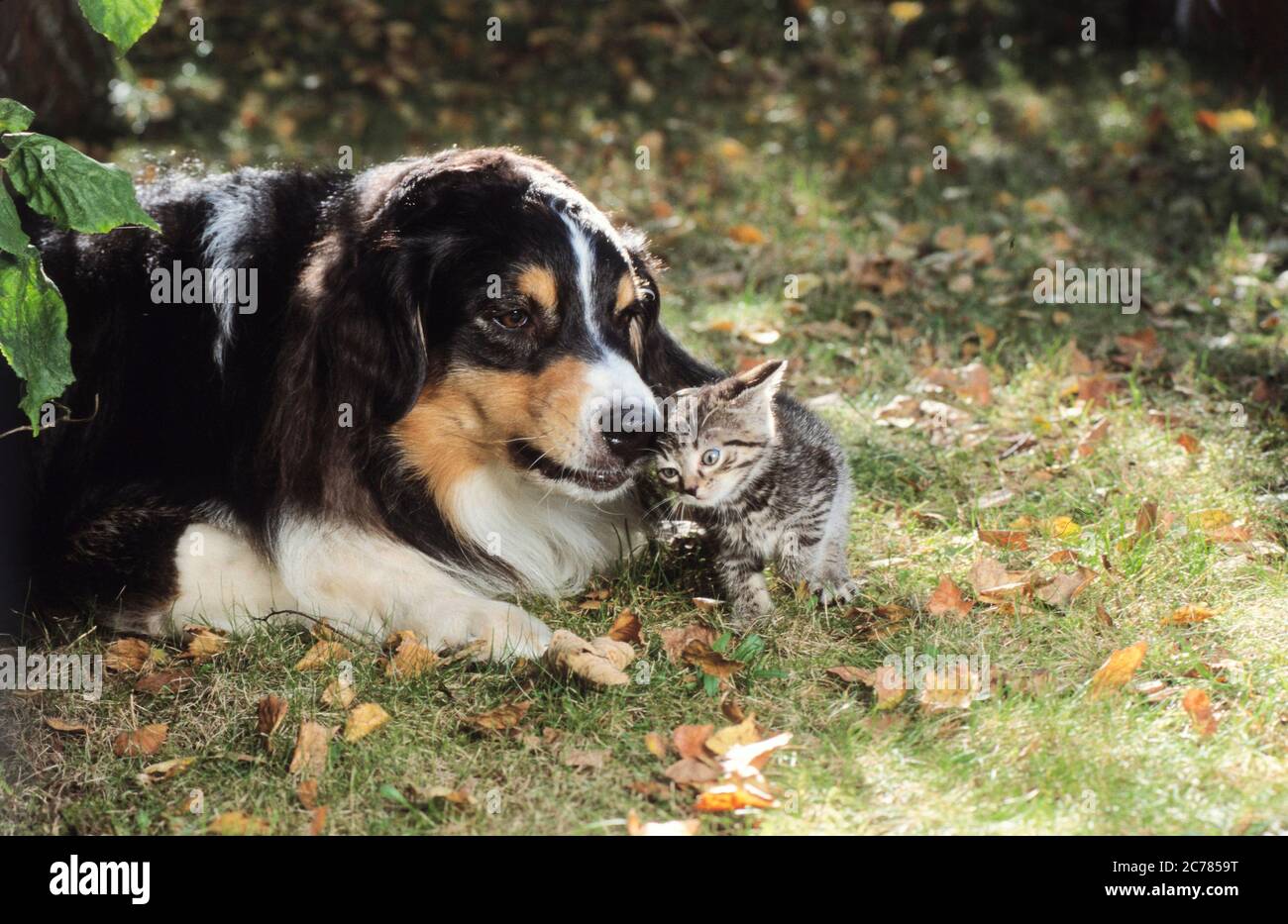 Hauskatze. Kitten und Australischer Schäferhund nebeneinander auf einer Wiese. Deutschland Stockfoto