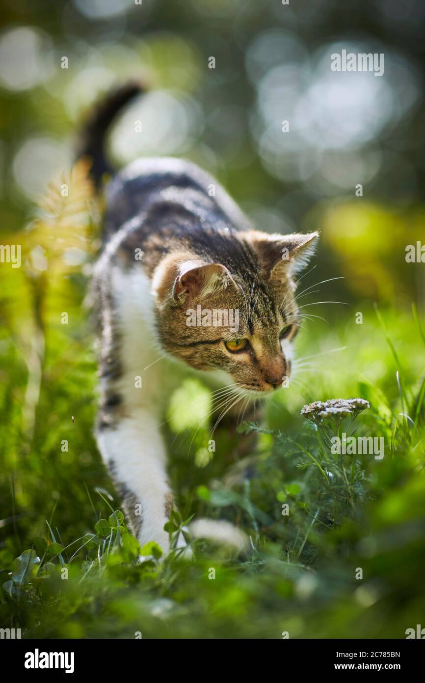 Hauskatze. Hauskatze. Eine tabby Katze mit weißen Flecken schnuppert eine Blume auf einer Wiese im Garten. Hinweis: Nicht für Tierhandlungen und Tierfutter Stockfoto