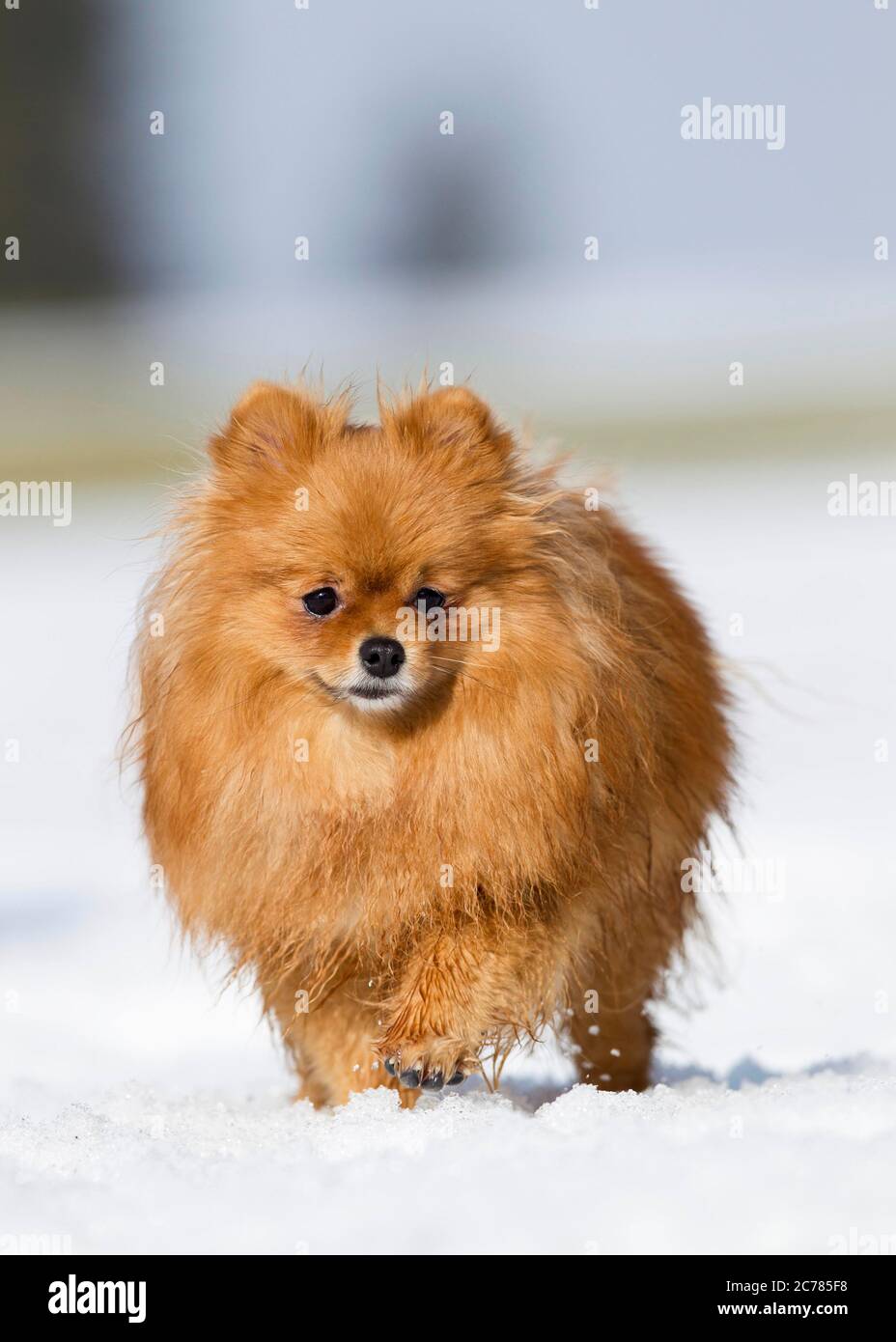 Pommern. Erwachsener Hund im Schnee zu Fuß. Deutschland Stockfoto