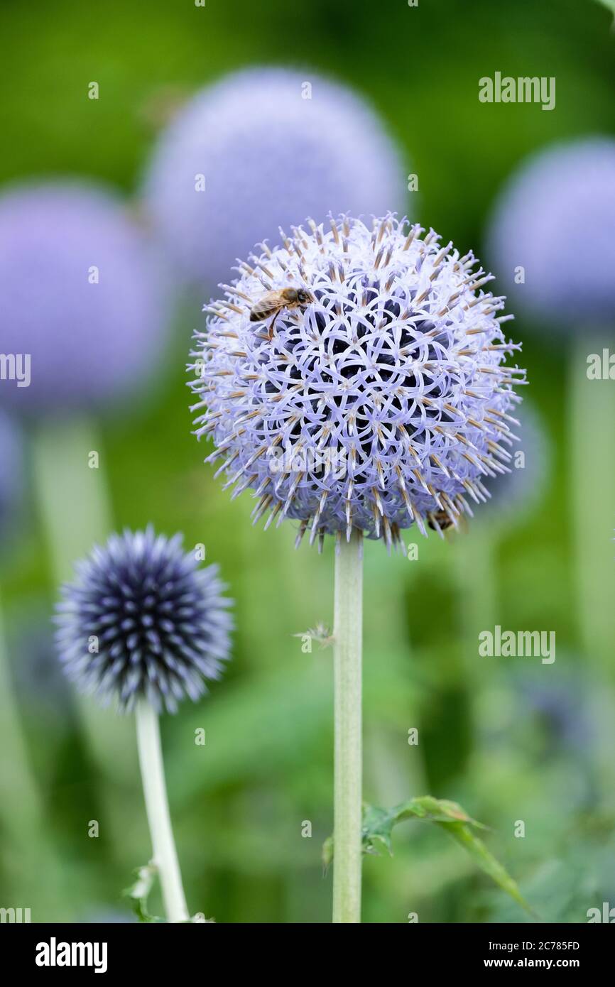 Honigbiene, Honigbiene, APIs mellifera Fütterung auf Echinops bannaticus 'Taplow Blue' Kugeldistel 'Taplow Blue Stockfoto