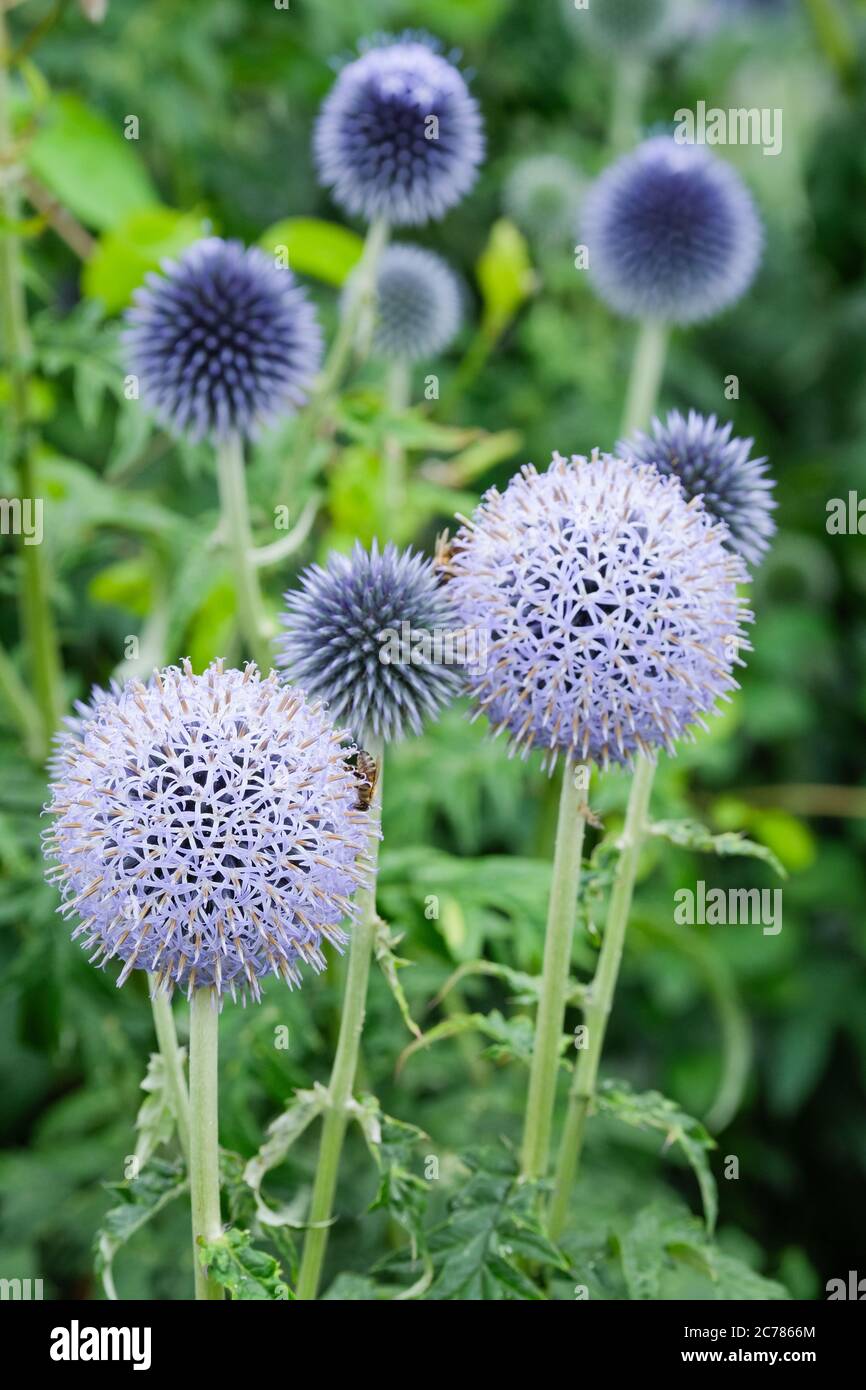 Kugelförmige blaue Blüten von Echinops bannaticus 'Taplow Blue' Kugeldistel 'Taplow Blue Stockfoto