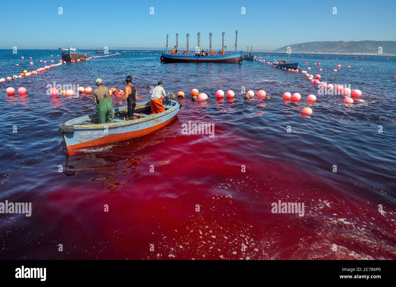 Drei Fischer segeln in einem kleinen Boot durch das blutgefärbte Wasser auf dem Weg zurück zum Hafen in Zahara de los Atunes, Spanien. Datum: 06/06/2012. Fotograf: Xabier Mikel Laburu. Stockfoto