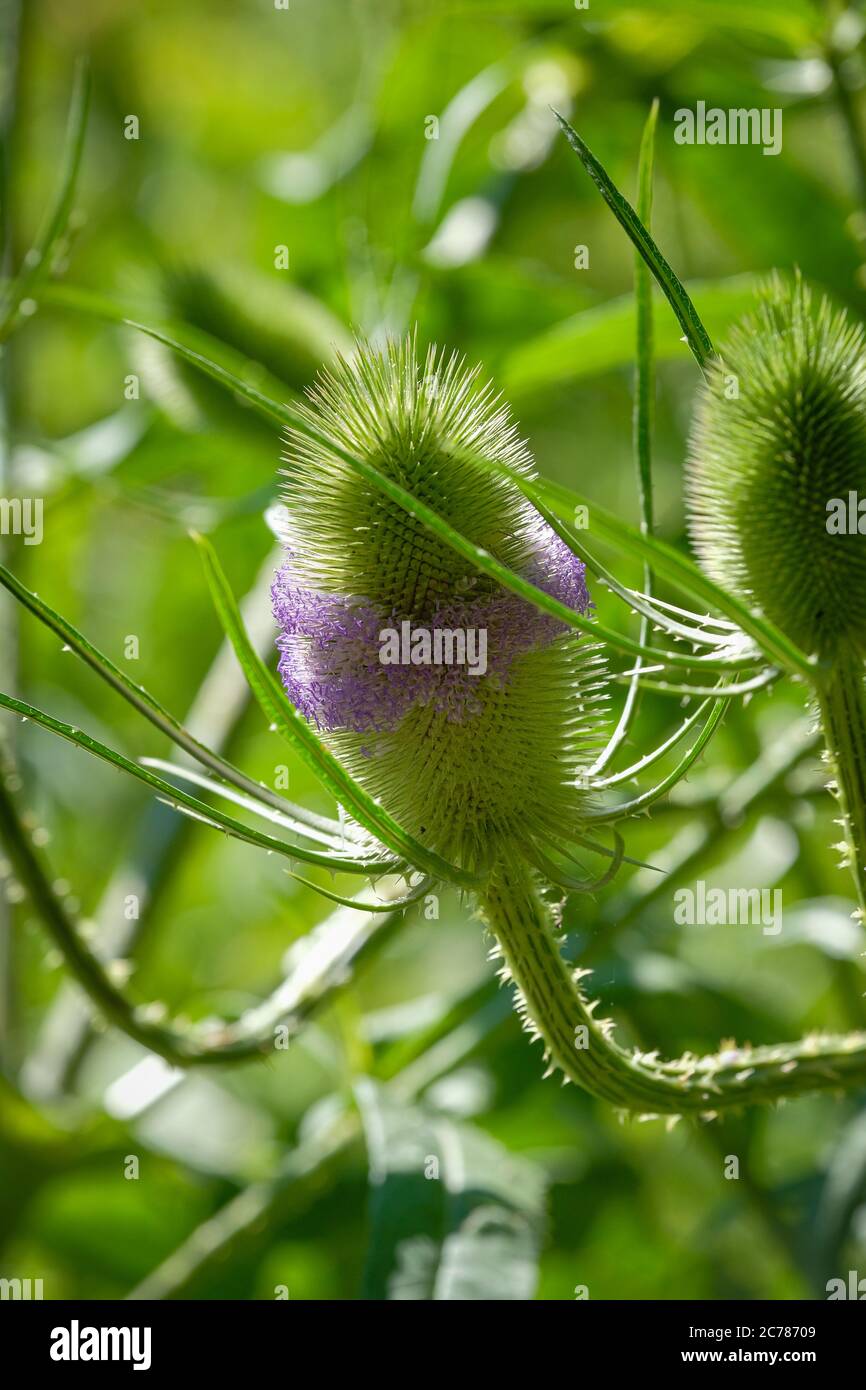 Wilde Pflanze, die wie eine Distel aussieht Stockfoto