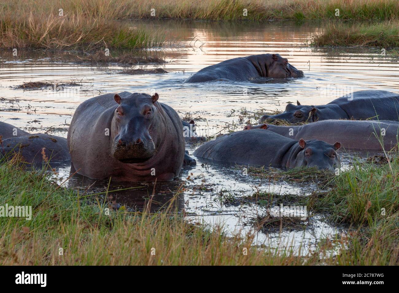 Pod von Hippopotamus (Hippopotamus amphibius) bei Sonnenaufgang im Khawi River im Norden Botswanas, Afrika. Stockfoto