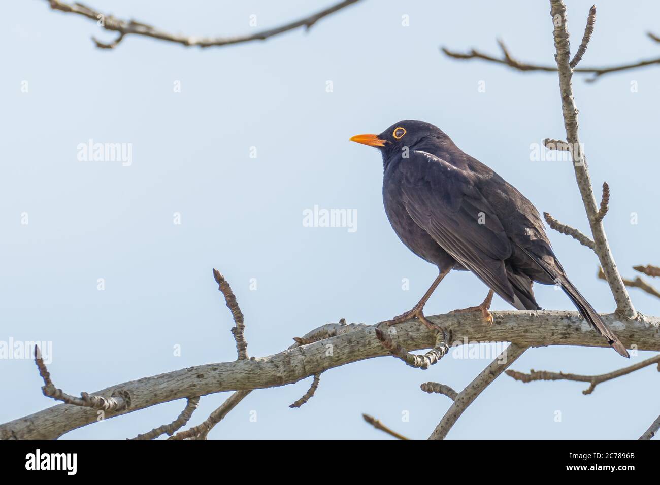 blackbird Turdus merula thront auf einem Ast Stockfoto