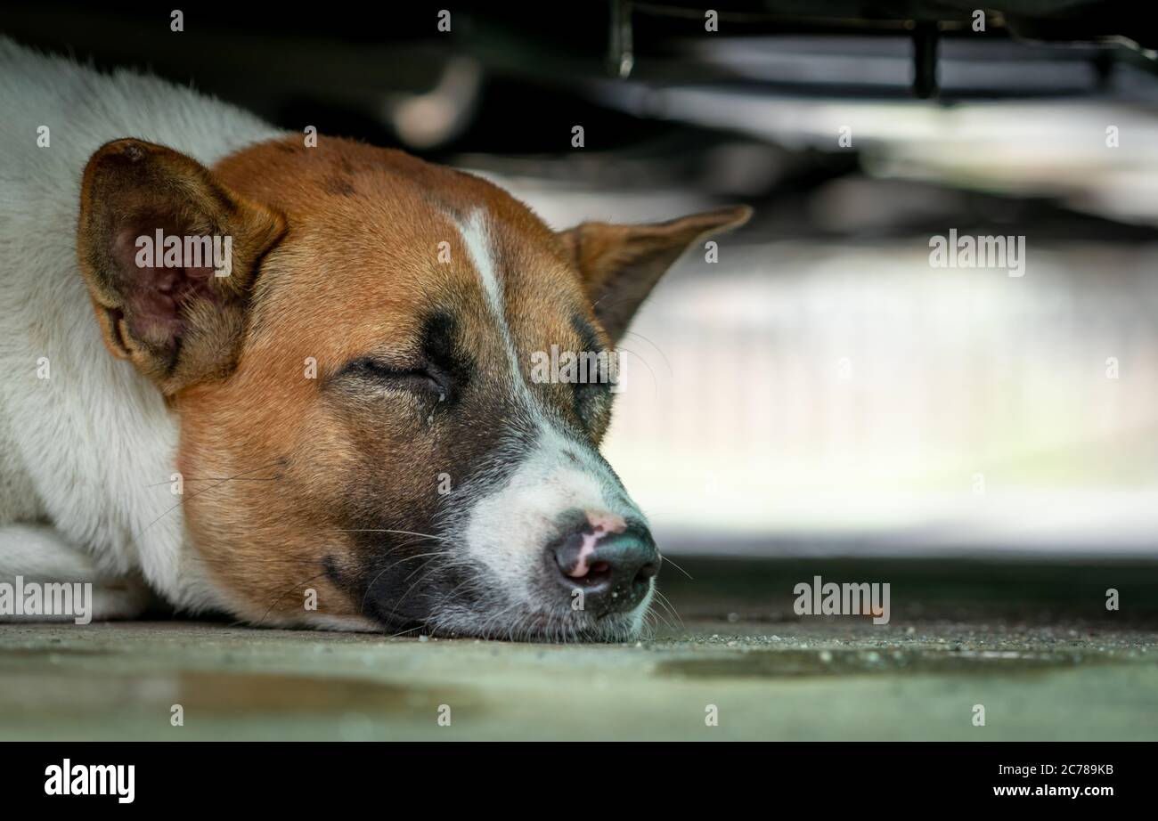 Hund schläft auf dem Boden unter dem Auto. Niedliches Tier. Nahaufnahme des schlafenden Hundes. Müder Hund macht ein Nickerchen. Süßer Traum. Lange Ruhe. Entspannen und Chillen. Stockfoto