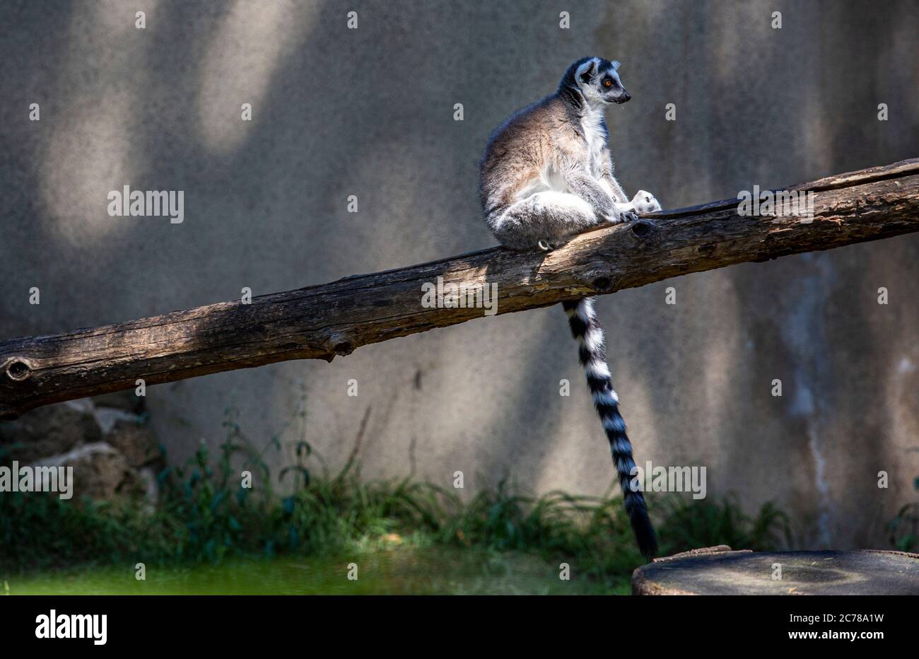 Lemur auf einem umgestürzten Stamm in einem Gehege Stockfoto