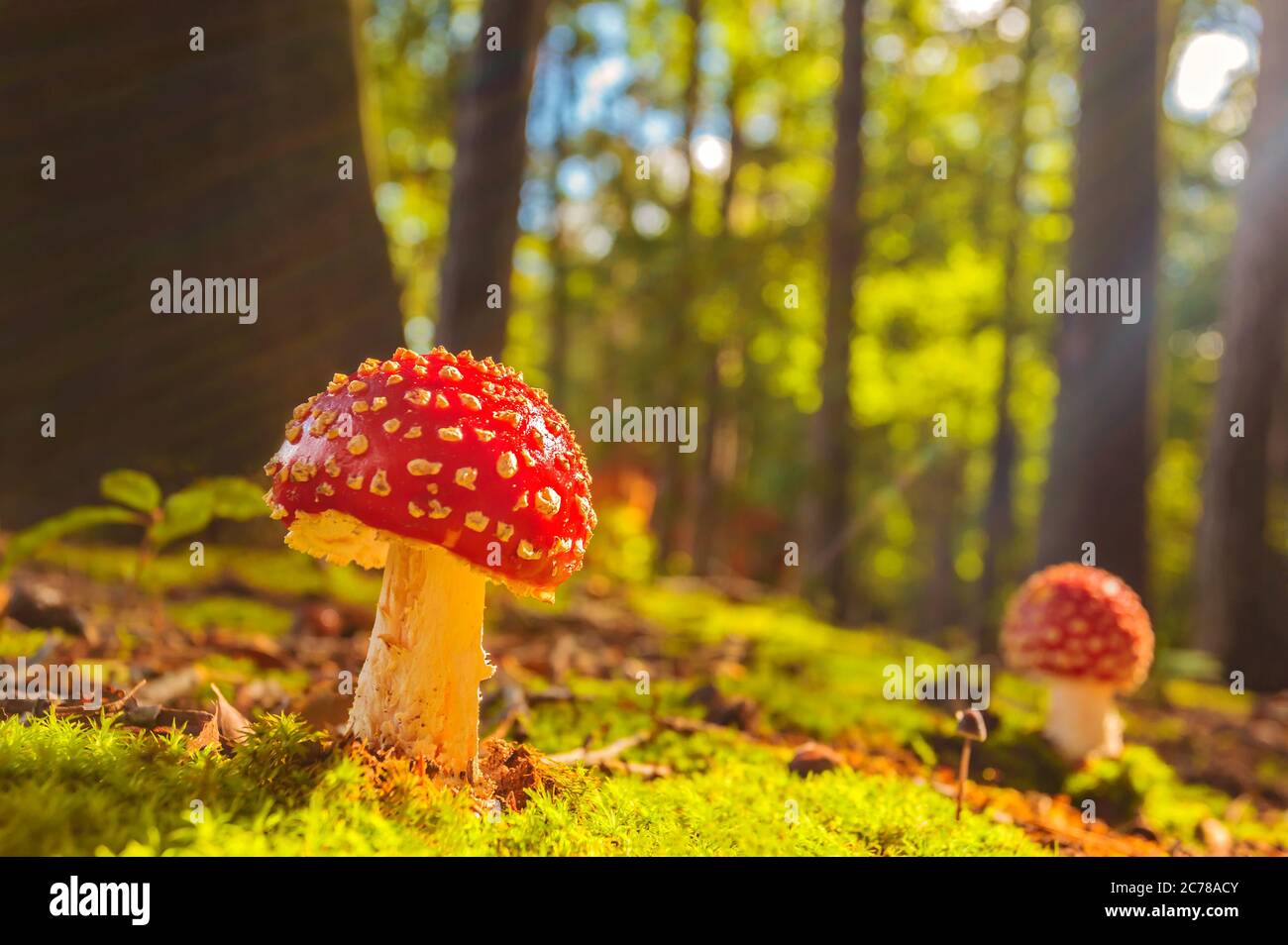 Sonnige Sicht auf Fliegenpilze im Herbst in einem Wald Stockfoto