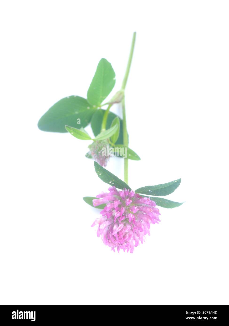 Rosa Kleeblatt Blume auf weißem Hintergrund Stockfoto