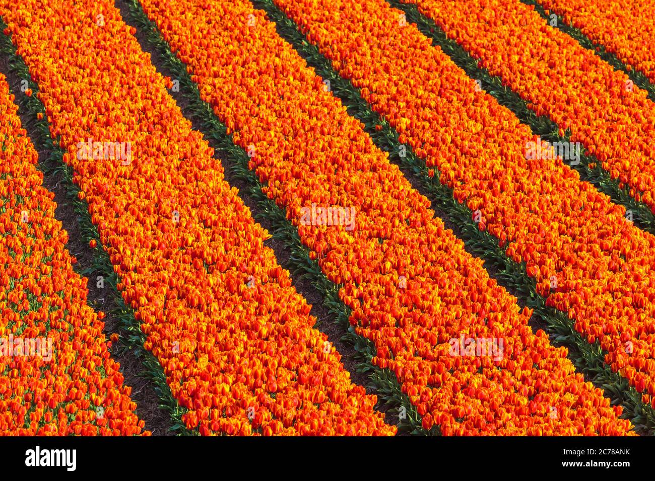 Hochwinkelansicht von Reihen von roten und orangen Tulpen auf einem Bauernhof Feld Stockfoto