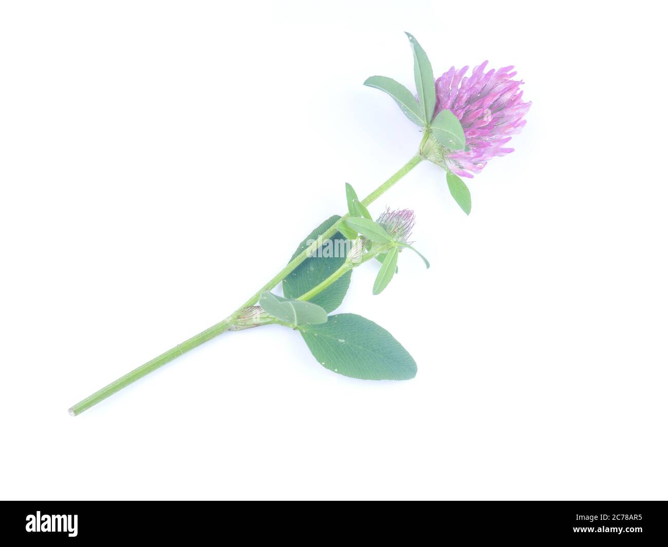 Rosa Kleeblatt Blume auf weißem Hintergrund Stockfoto