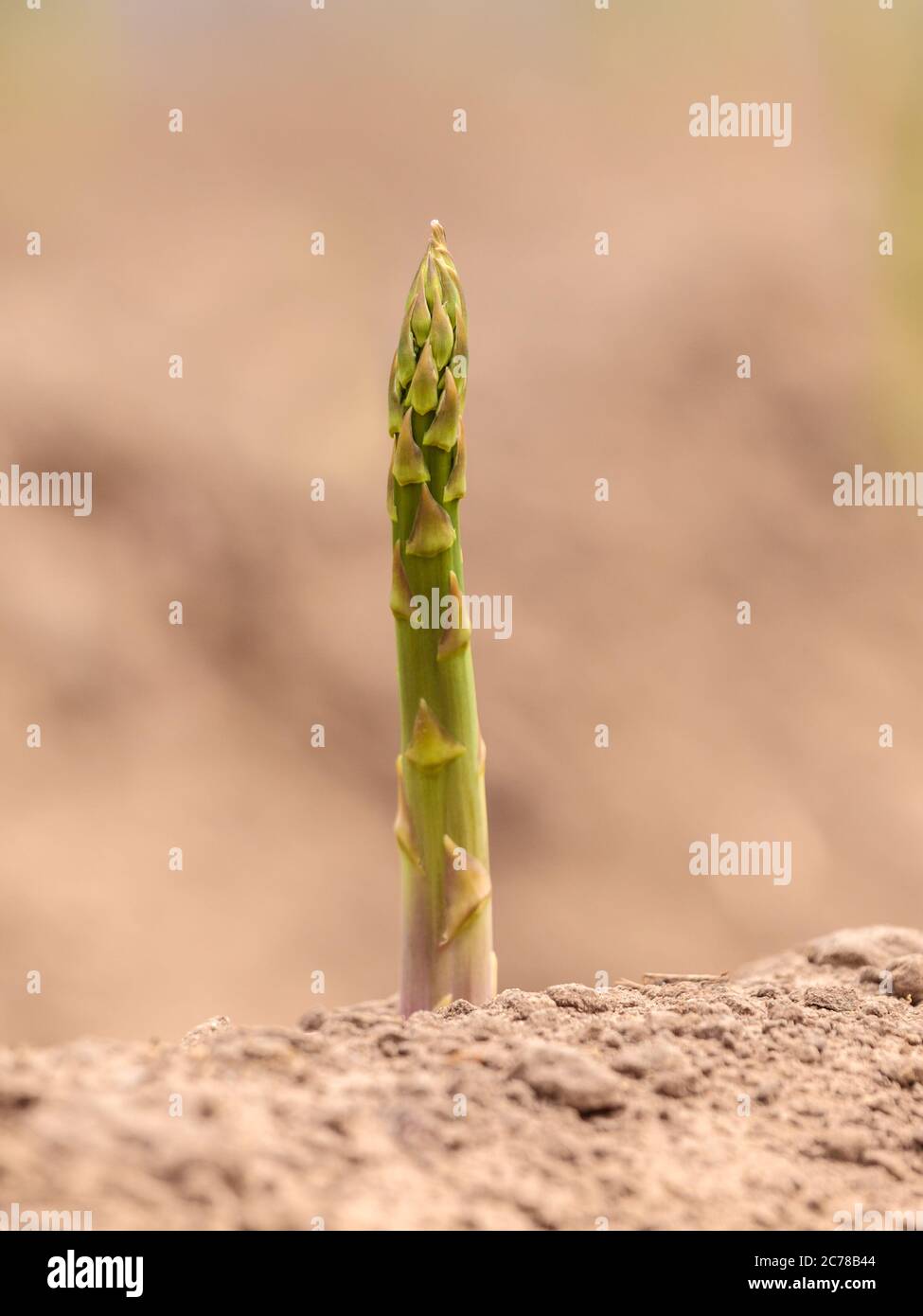 Einzelner Spargel auf der Erde bereit zur Ernte Stockfoto