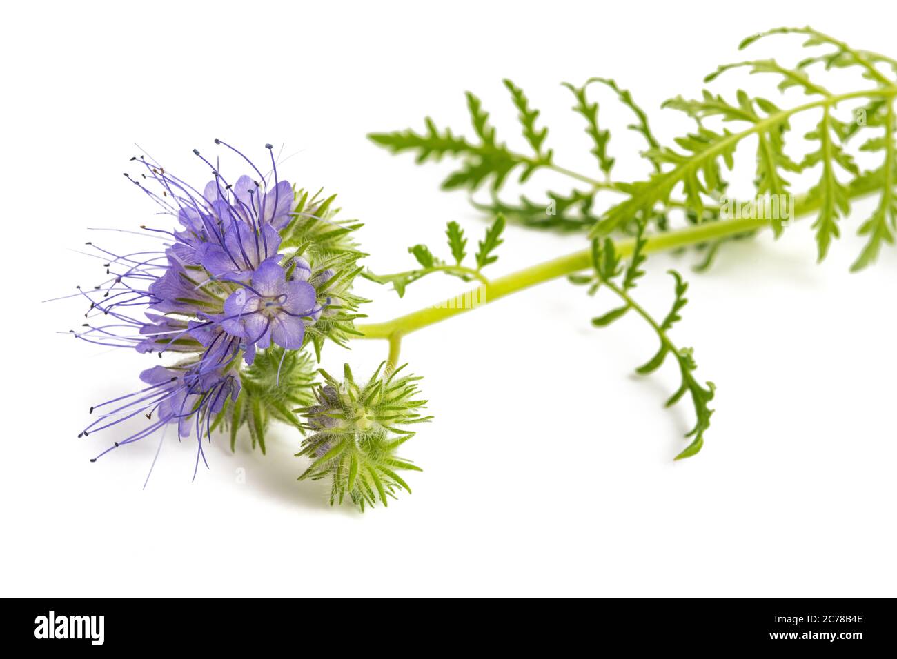 Lacy Phacelia, blau oder violett tansy Rainfarn auf weißem Hintergrund Stockfoto