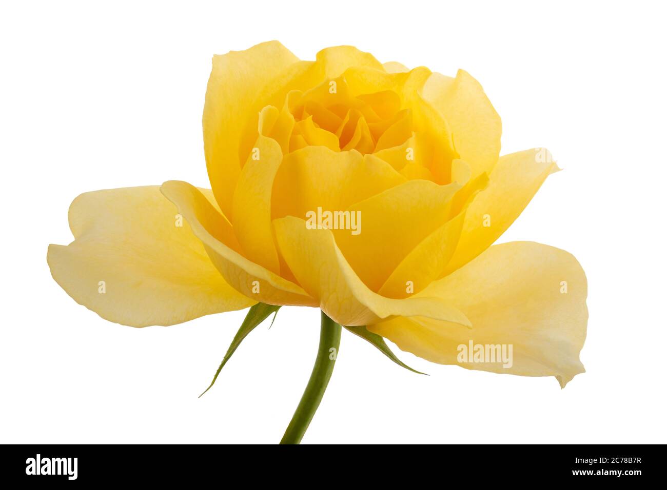 Gelbe Rose Blume auf weißem Hintergrund Stockfoto