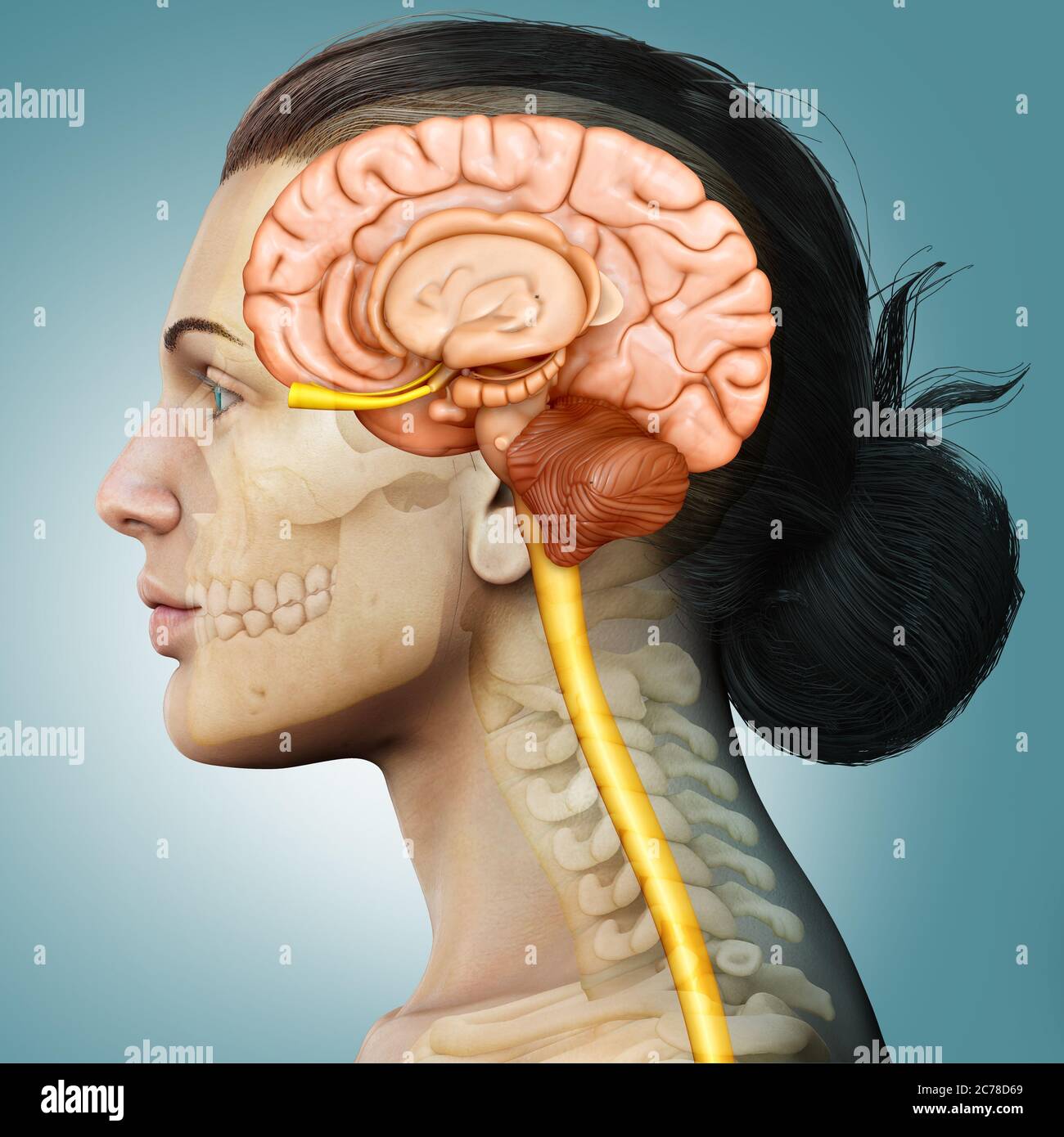 3d-Rendering medizinische Illustration der weiblichen Hirnanatomie Stockfoto