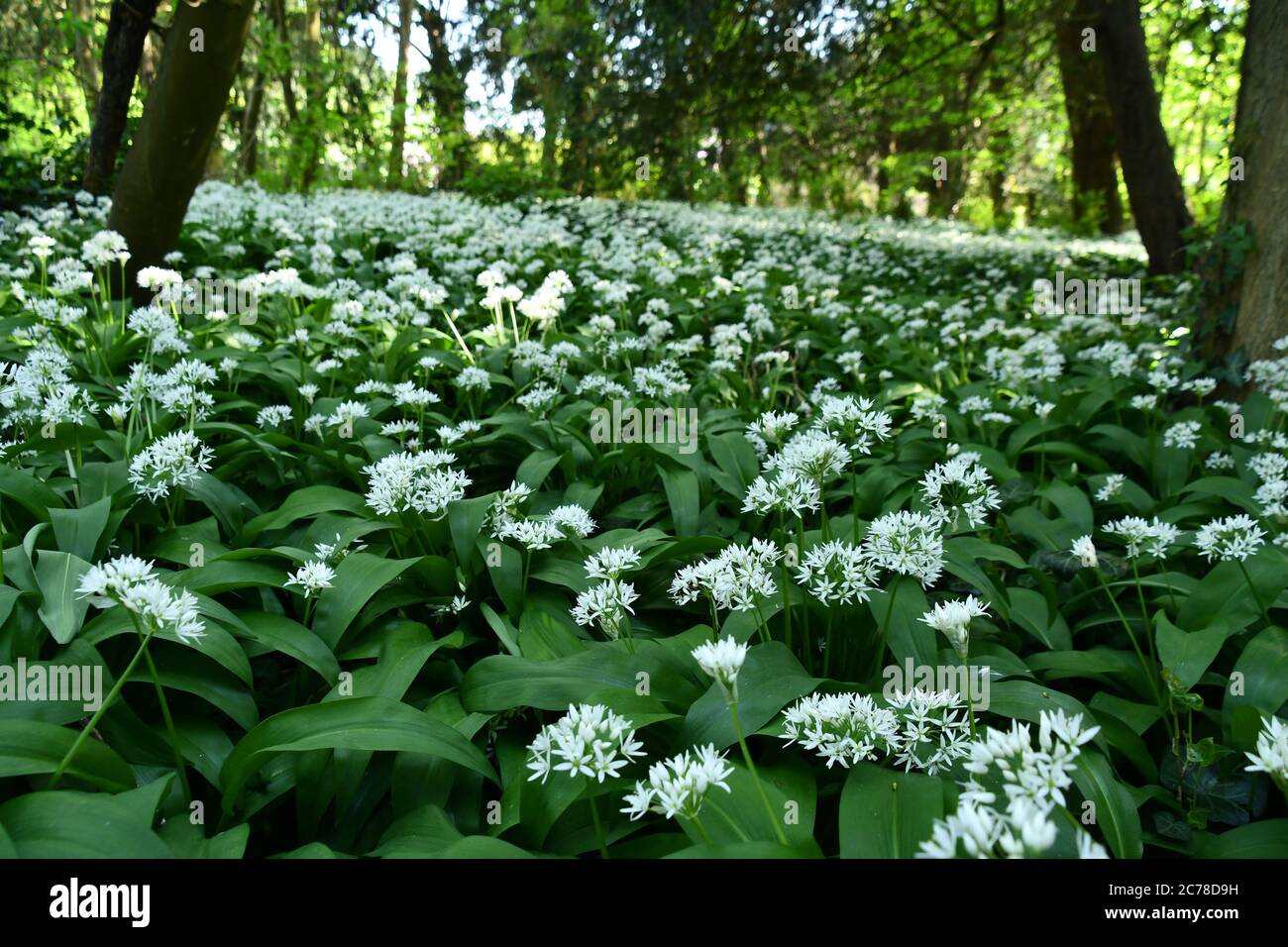 Bärlauch (Allium ursinum) auch als "Plumoms Teppich" bekannt der Boden eines kleinen Holzes im Frühjahr in der Nähe des Zentrums einer Stadt. Somerset. GROSSBRITANNIEN Stockfoto