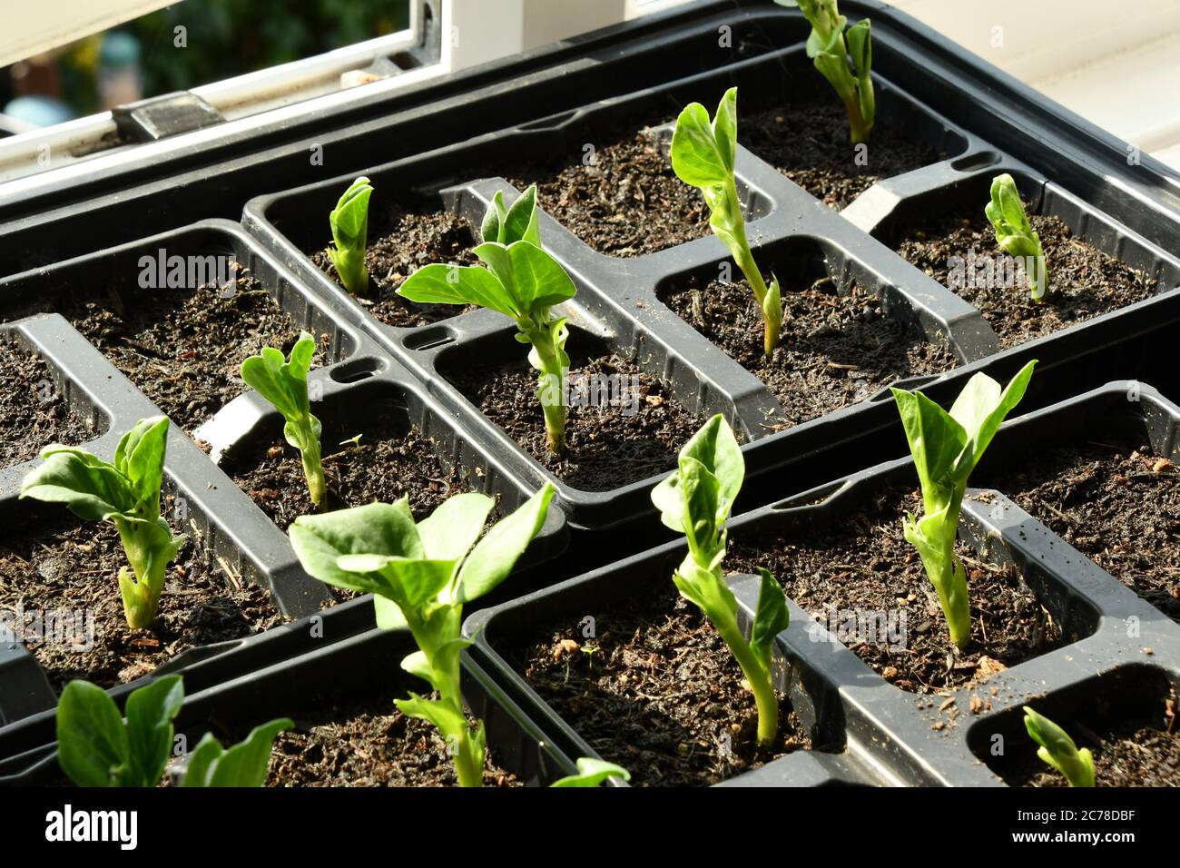 Die breiten Bohnen 'The Sutton' werden in kleinen Torf-freien Kompost-Steckern auf einer sonnigen Fensterbank angebaut, um ihnen einen frühen Start zu ermöglichen. Stockfoto