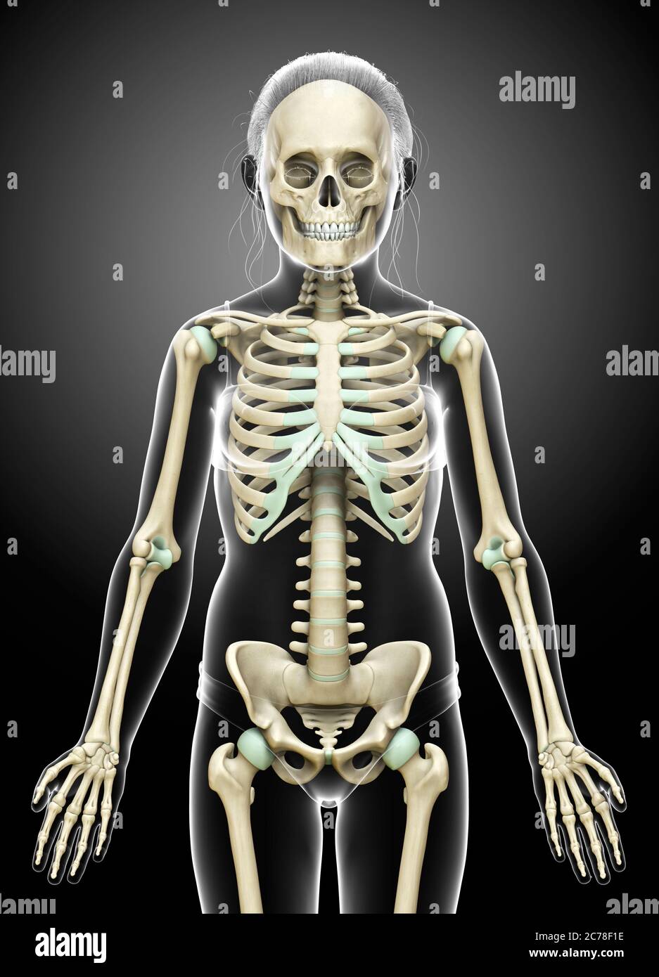 3d gerendert, medizinisch genaue Illustration eines jungen Mädchen Skelett-System Stockfoto