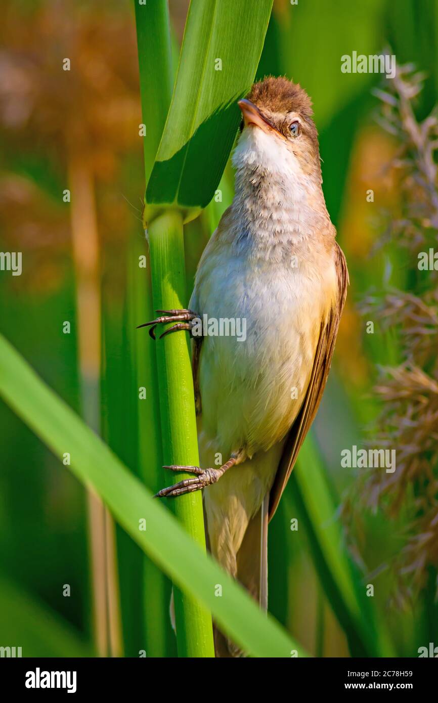 Singender Vogel. Grüner See Natur Lebensraum Hintergrund. Vogel: Großer Schilfrohrsänger. Acrocephalus arundinaceus. Stockfoto