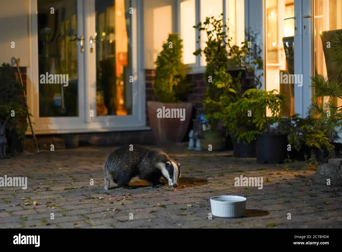 Kidderminster, Großbritannien. Juli 2020. Während wir in den Sommer ziehen, wächst dieses Paar von jungen Dachsen schnell auf, jetzt fühlen wir uns mutig genug, um auf der Terrasse eines städtischen britischen Gartens ohne die Notwendigkeit eines Elternbegleiters zu ernähren! Ihre Eltern, regelmäßige nächtliche Besucher, machen nächtliche Besuche, um sich von den angebotenen Lebensmitteln zu ernähren, Aber heute Abend wagten sich diese schnell wachsenden pelzigen Bugs aus dem Schatten für einen Willkommens-Snack & Drink an diesem Ort der willkommenen Sicherheit - weg von der oft feindlichen städtischen Umgebung, der sie ausgesetzt sind. Kredit: Lee Hudson Stockfoto