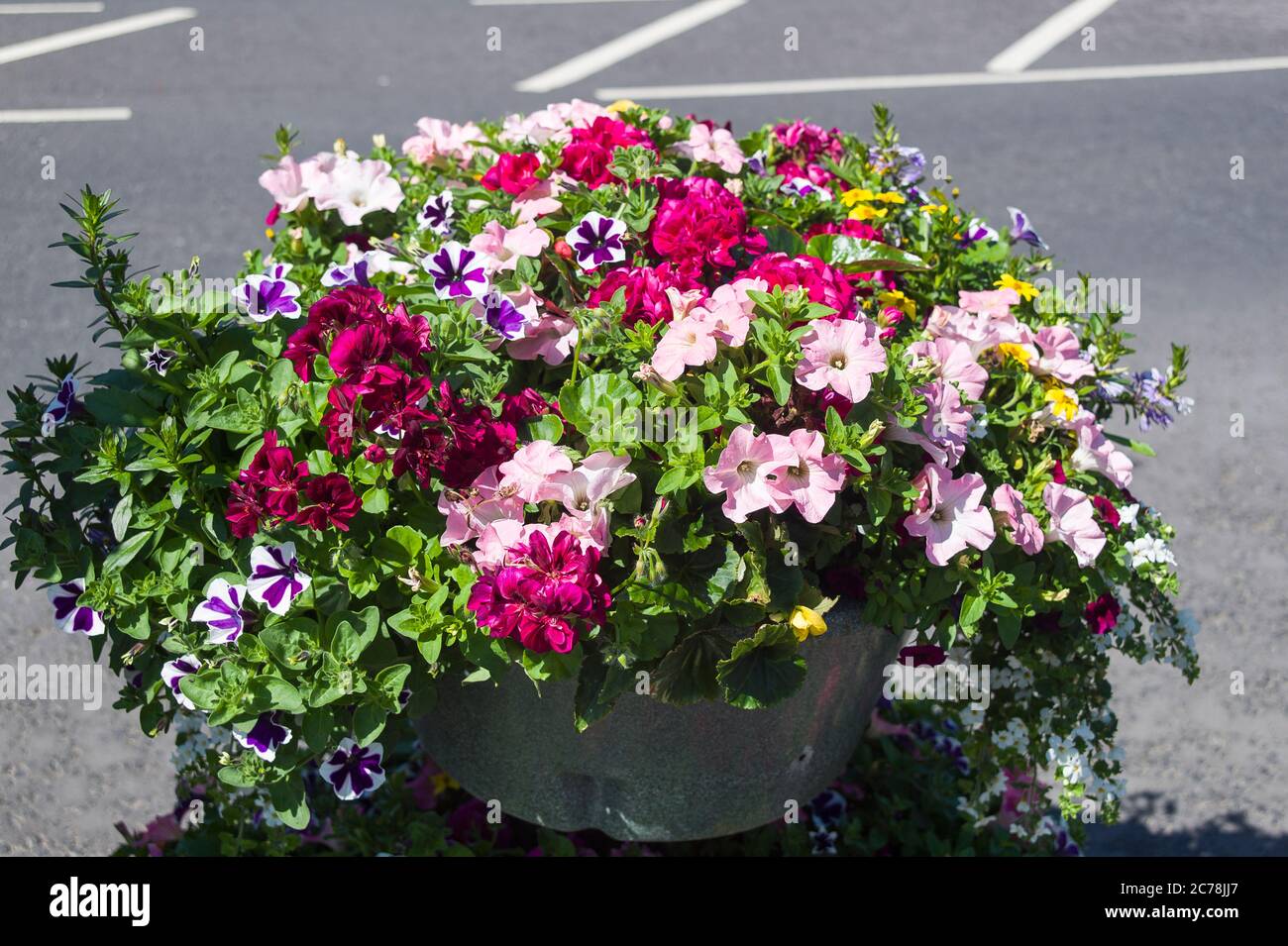 Städtischer Gartenbau. Ein Blumentanister im Zentrum von Devizes UK mit Petunien und Geranien Stockfoto