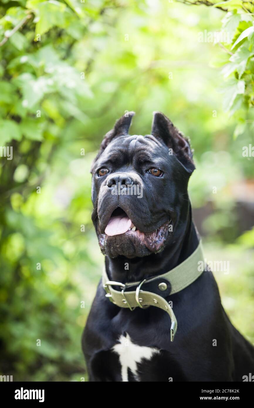 Porträt eines großen schönen schwarzen Hundes der Stock-corso-Rasse auf einem Hintergrund von grünen Blättern Stockfoto