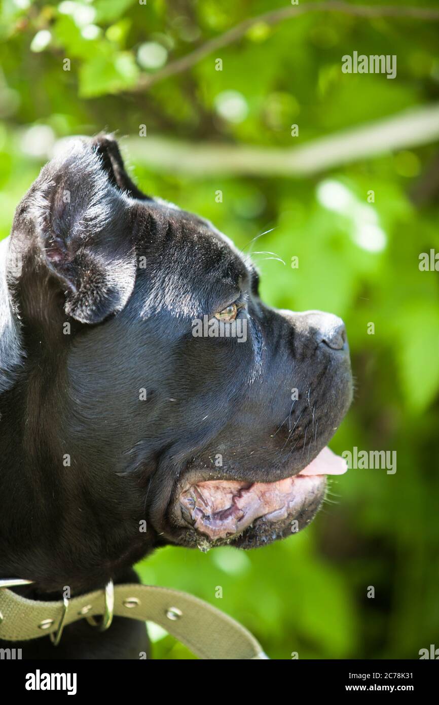 Porträt eines großen schönen schwarzen Hundes der Stock-corso-Rasse auf einem Hintergrund von grünen Blättern Stockfoto