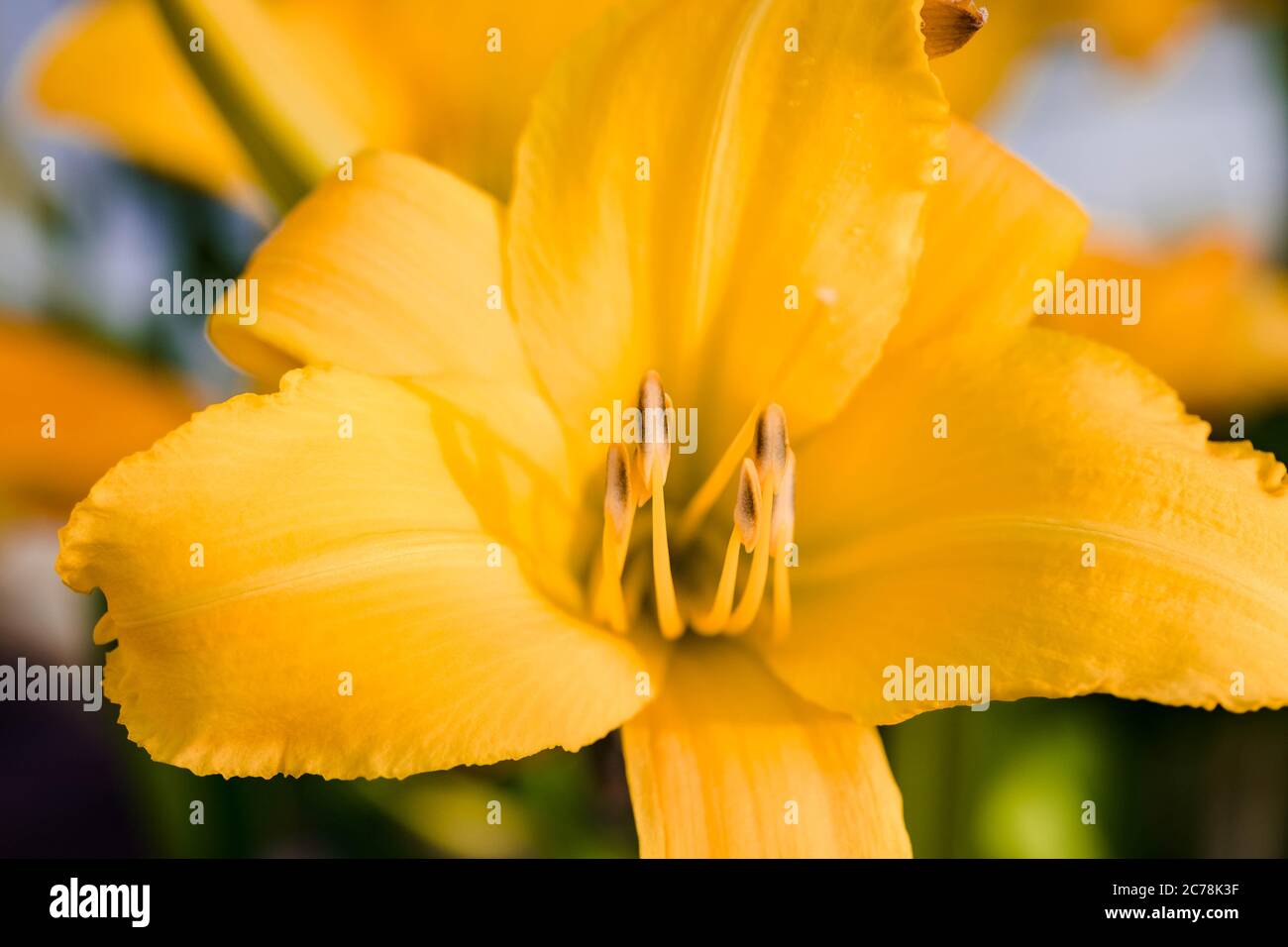 Gelbe Lilie bei Sonnenaufgang im Liliengarten Stockfoto