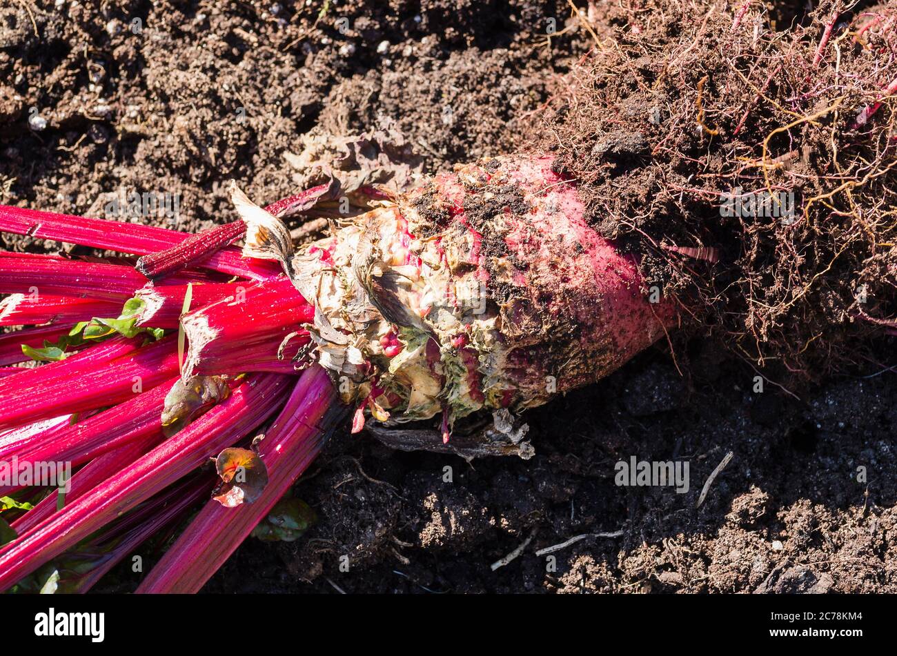 Rubinschardel, am Ende des Lebens vom Boden gehoben, zeigt die Knollenrüben-ähnliche Wurzel, charakteristisch für diese Reihe von Gemüse. Es produzierte Tast Stockfoto