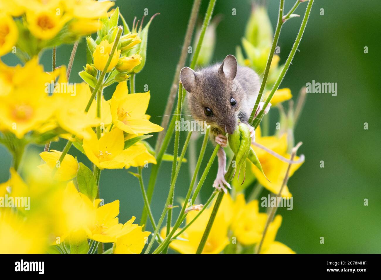 Feldmaus auch bekannt als Wood Mouse Apodemus sylvaticus Kletterpflanze Stämme in UK Garten essen Keimköpfe aus Aquilegia Blumen - Schottland, Großbritannien Stockfoto