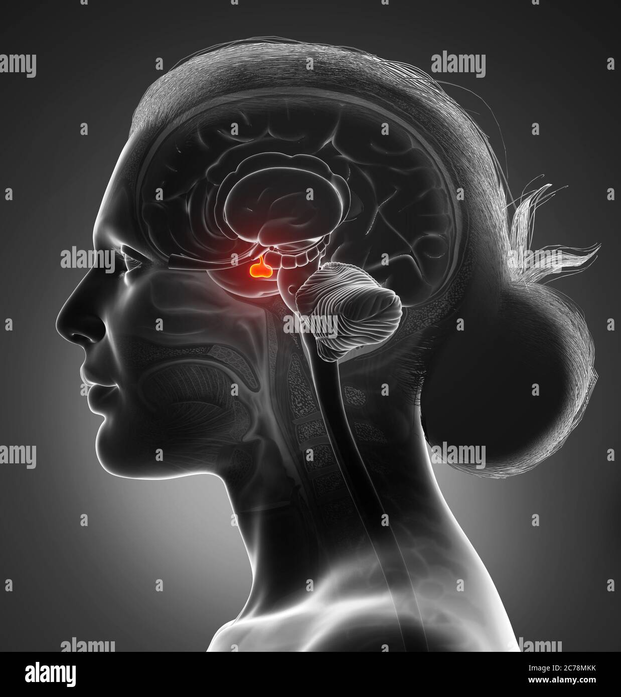 3d Rendering medizinische Illustration einer weiblichen Hirnanatomie HYPOPHYSE - Querschnitt Stockfoto
