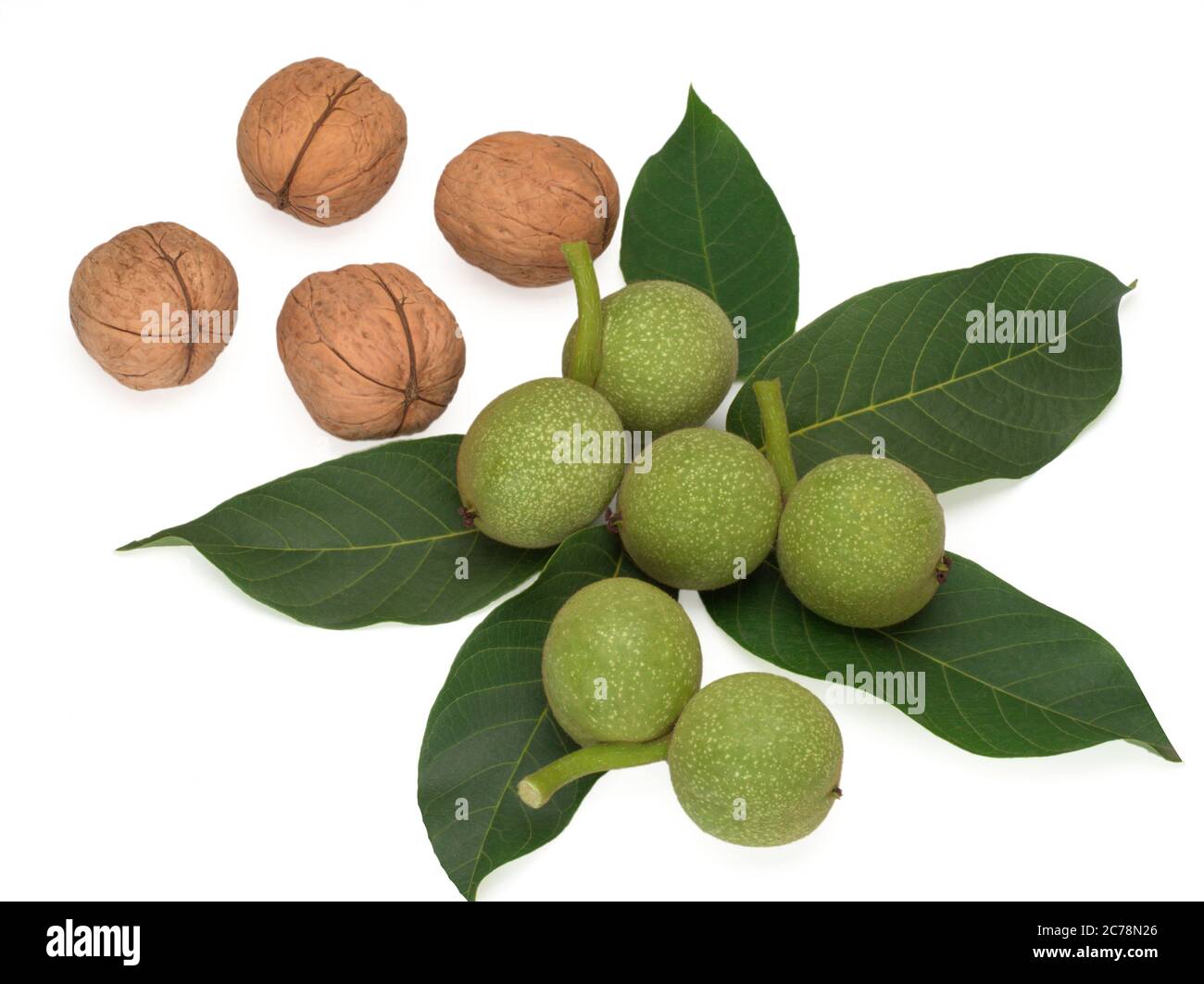 Unreife Grüne Früchte der Walnut auf Blättern und geschält Stockfoto