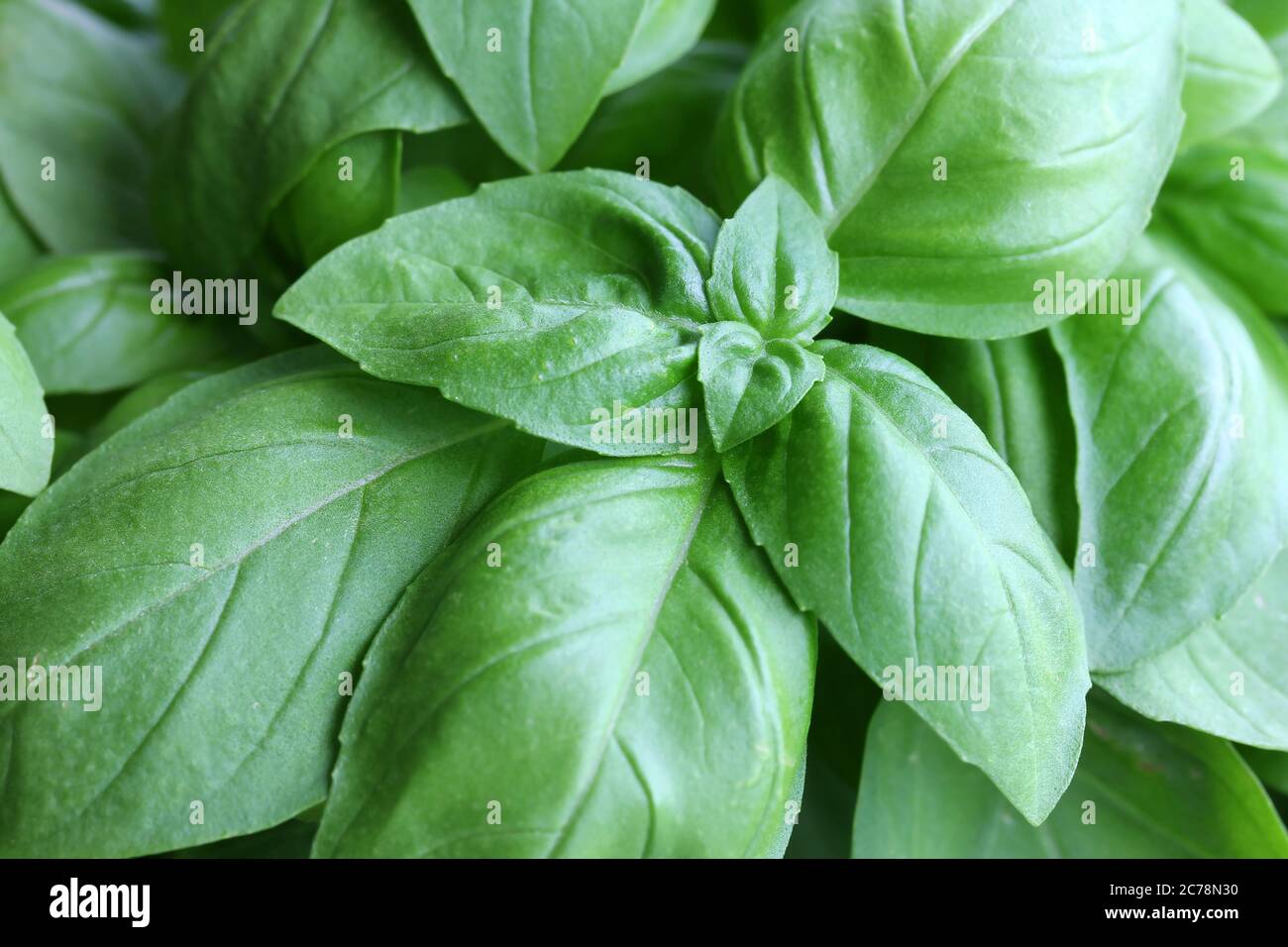 Nahaufnahme einer Gruppe von Basilikumblättern. Basilikum (Ocimum basilicum) ist ein gemeinsames kulinarisches Kraut. Stockfoto