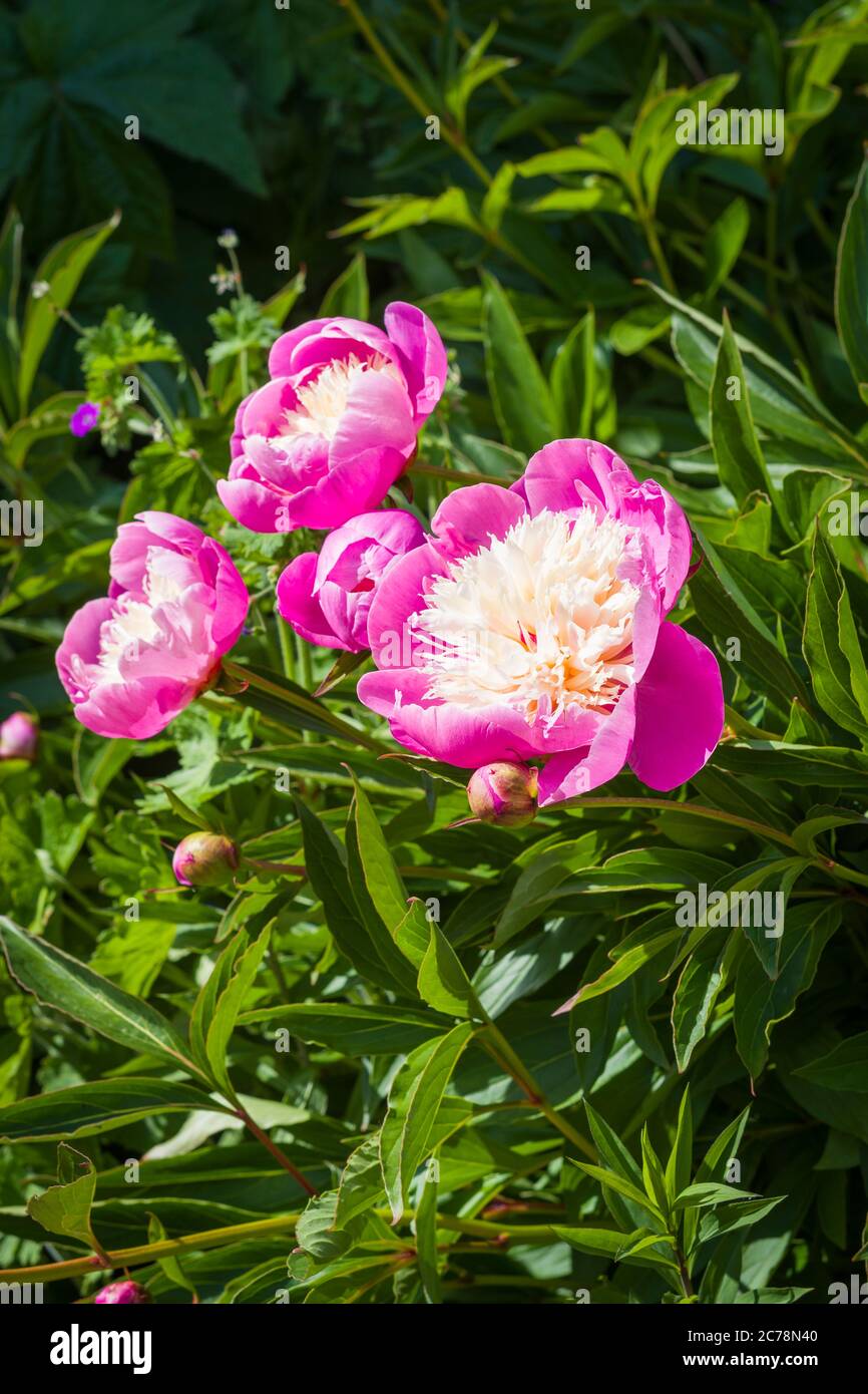 Zartes Pink und cremige weiße Farben charakterisieren diese Bowl of Beauty Pfingstrosen, die in einem englischen Garten in Großbritannien wachsen Stockfoto