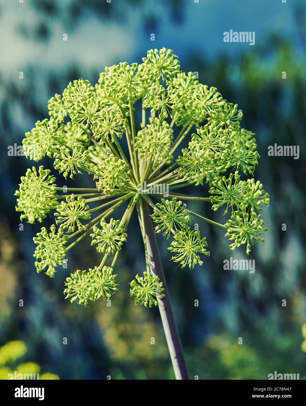 Norwegische Engelwurz Stockfotos und -bilder Kaufen - Alamy