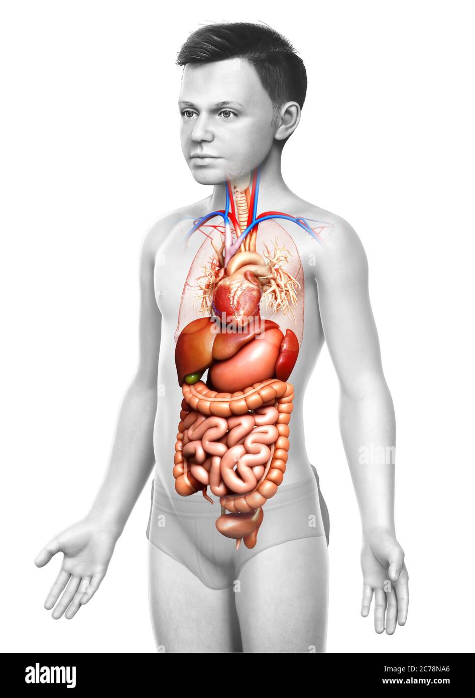 3d gerendert medizinisch genaue Illustration des Jungen Verdauungssystem Stockfoto