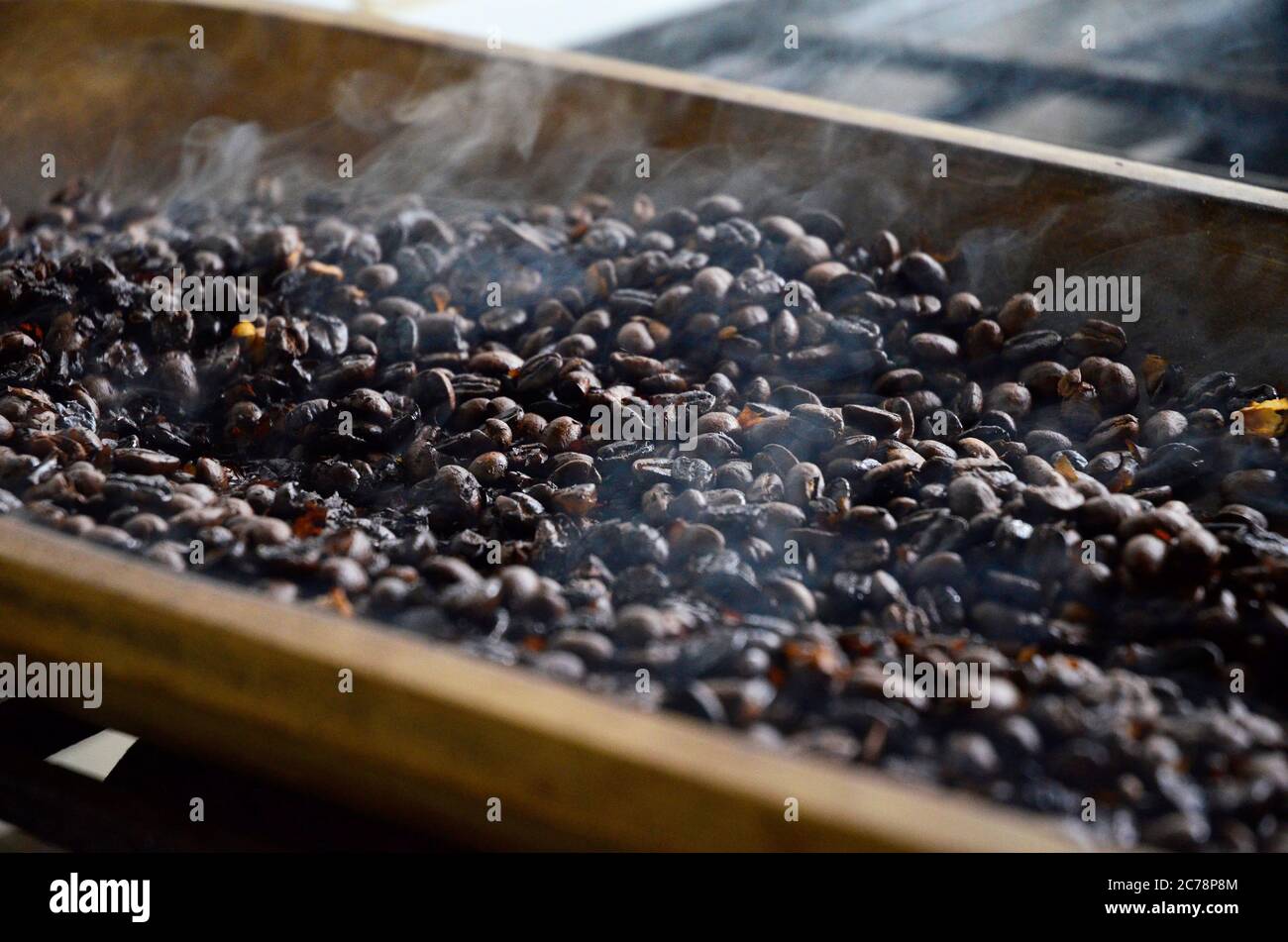 Frisch geröstete Kaffeebohnen - Salento, Kolumbien Stockfoto