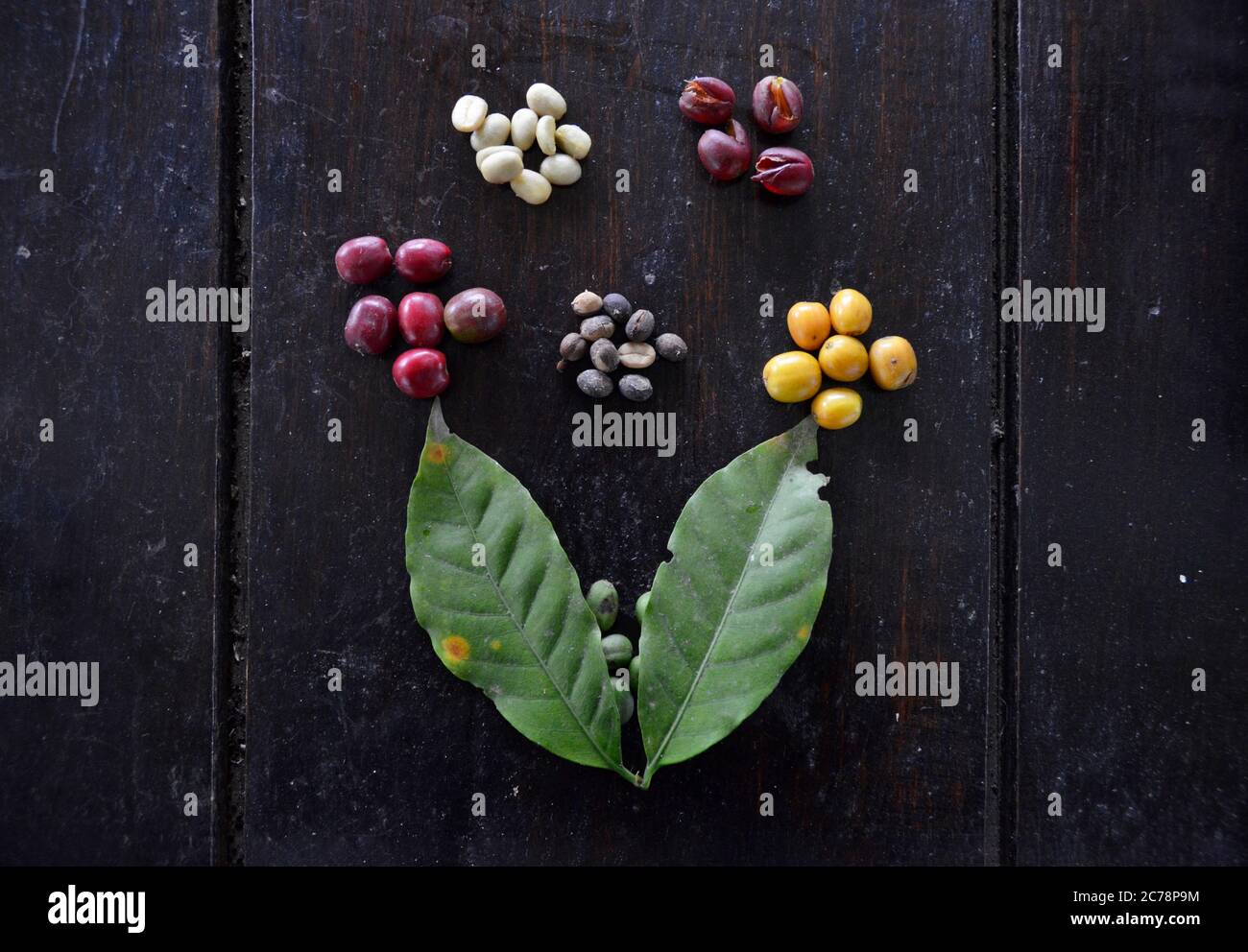 Die verschiedenen Phasen einer Kaffeebohne - Salento, Kolumbien Stockfoto