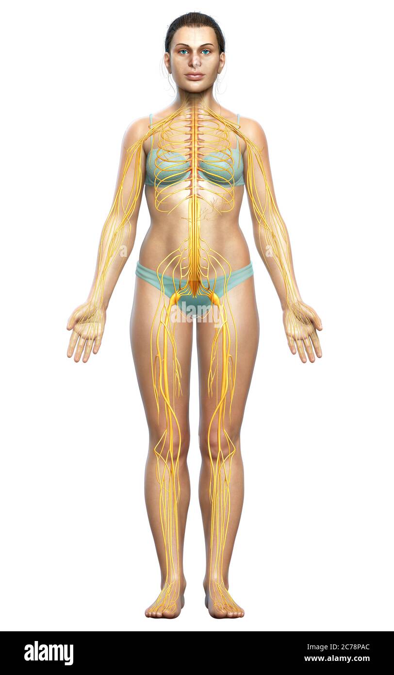 3d-Darstellung medizinisch akkurate Darstellung eines weiblichen Nervensystems Stockfoto